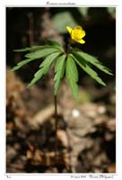 Anemone ranunculoides3