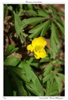 Anemone ranunculoides4