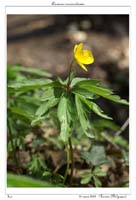 Anemone ranunculoides5