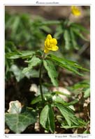 Anemone ranunculoides6