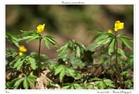 Anemone ranunculoides7