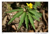 Anemone ranunculoides8