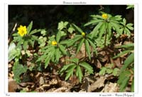 Anemone ranunculoides9