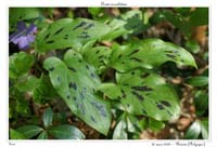 Arum maculatum