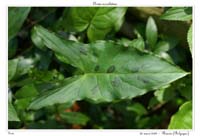 Arum maculatum2