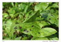 Arum maculatum4