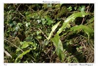 Asplenium scolopendrium