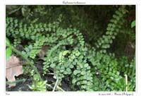 Asplenium trichomanes