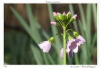 Cardamine pratensis