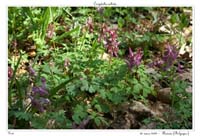 Corydalis solida2