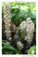 Lathraea squamaria8