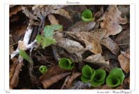 Listera ovata