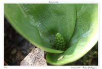 Listera ovata2