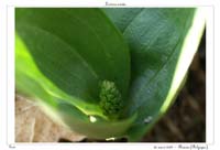 Listera ovata3
