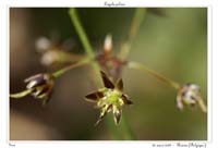 Luzula pilosa