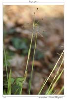 Luzula pilosa2
