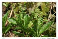 Mercurialis perennis