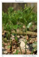 Mercurialis perennis3