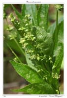 Mercurialis perennis4