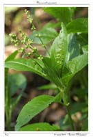 Mercurialis perennis5