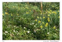 Narcissus pseudonarcissus & Anemone nemorosa