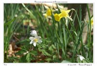 Narcissus pseudonarcissus & Anemone nemorosa2