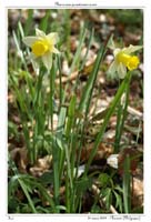 Narcissus pseudonarcissus