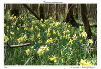 Narcissus pseudonarcissus10