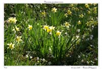 Narcissus pseudonarcissus11