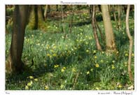 Narcissus pseudonarcissus12