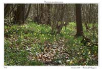 Narcissus pseudonarcissus13