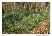 Narcissus pseudonarcissus14