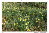 Narcissus pseudonarcissus15