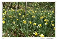 Narcissus pseudonarcissus16