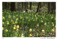 Narcissus pseudonarcissus17