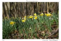 Narcissus pseudonarcissus18
