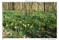 Narcissus pseudonarcissus19