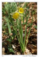 Narcissus pseudonarcissus2