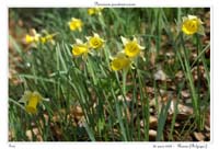 Narcissus pseudonarcissus20