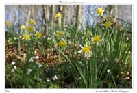 Narcissus pseudonarcissus21