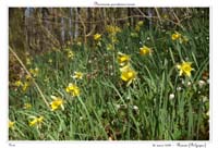 Narcissus pseudonarcissus22