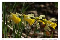 Narcissus pseudonarcissus23
