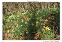 Narcissus pseudonarcissus24