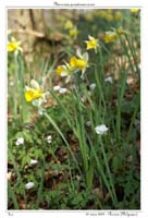 Narcissus pseudonarcissus3