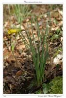 Narcissus pseudonarcissus4