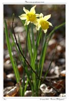 Narcissus pseudonarcissus5