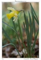 Narcissus pseudonarcissus6