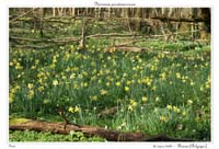 Narcissus pseudonarcissus7