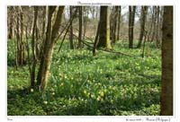 Narcissus pseudonarcissus8