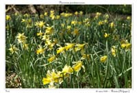 Narcissus pseudonarcissus9